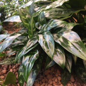 Aglaonema pestovanie