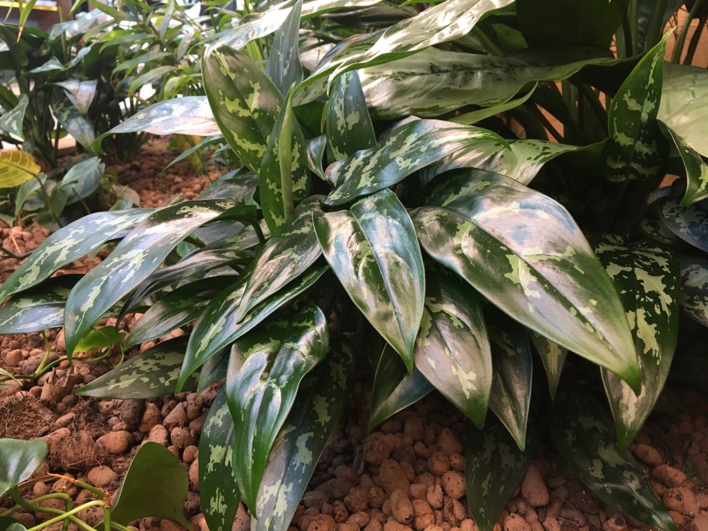 Aglaonema pestovanie