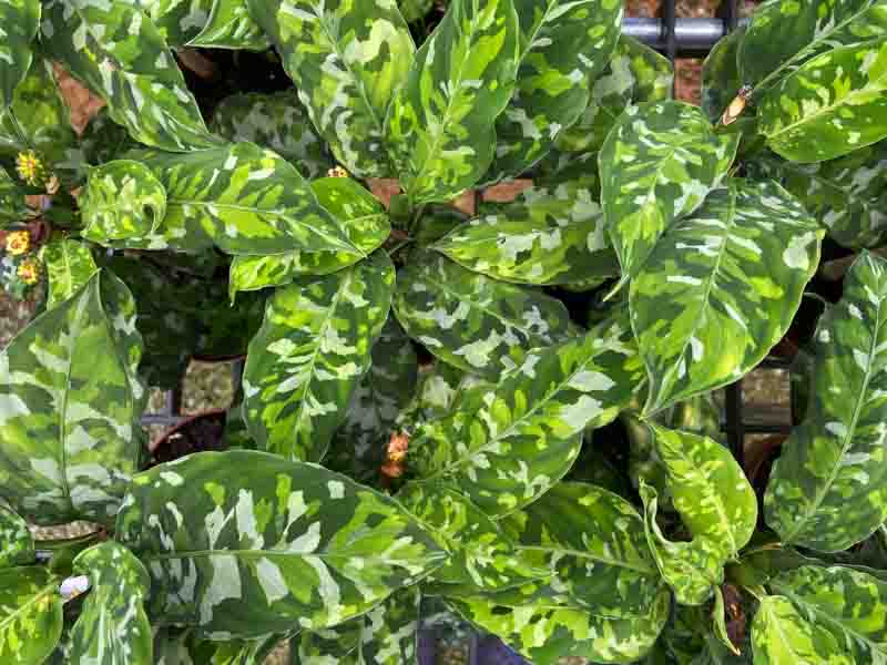Aglaonema pictum ‘Tricolor’