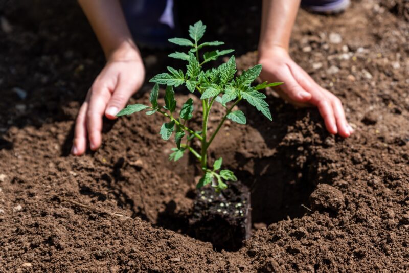 Ako často hnojiť paradajky