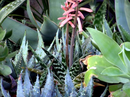 Aloe strakatá (Aloe variegata)