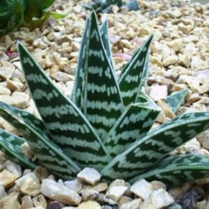 Aloe strakatá (Aloe variegata)