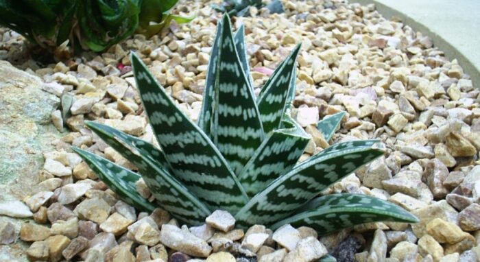 Aloe strakatá (Aloe variegata)