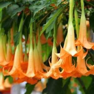 Durman voňavý - Anjelská trúba