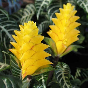 Afelandra (Aphelandra)