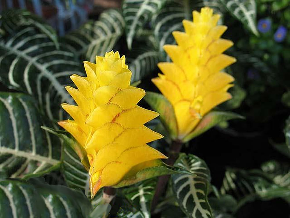 Afelandra (Aphelandra)