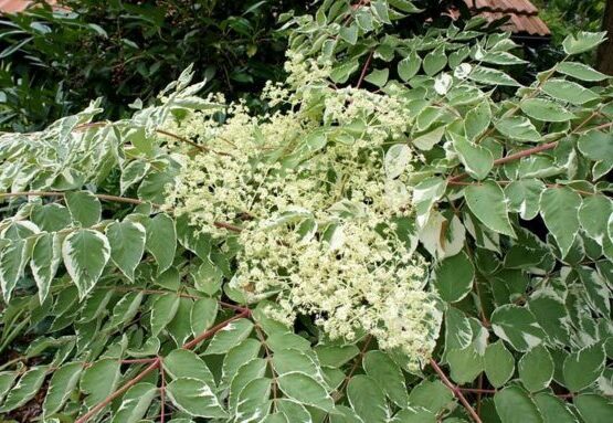 Aralia elata 'Variegata'