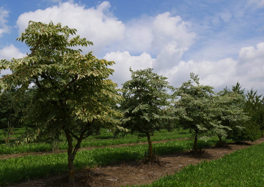 Aralka vysoká (Aralia elata)