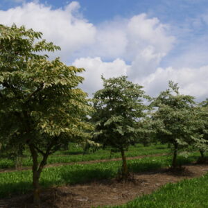 Aralka vysoká (Aralia elata)