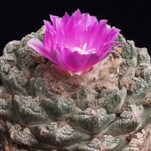 Ariocarpus fissuratus