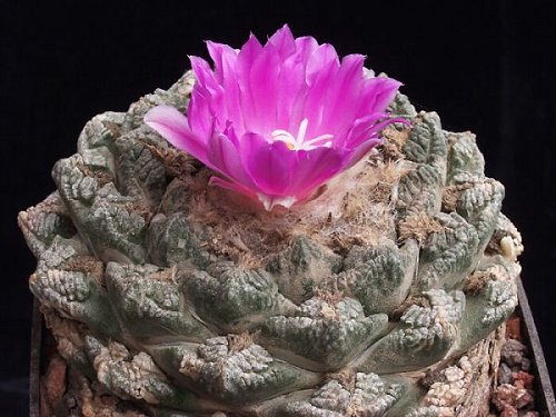 Ariocarpus fissuratus