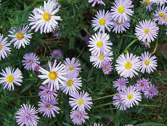 Astra alpská (Aster alpinus)