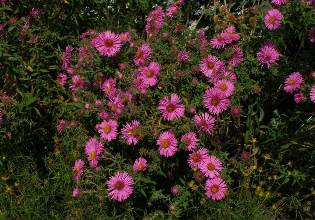 Astra novoanglická (Aster novae-angliae)