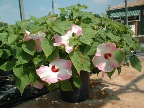 Ibištek bahenný (Hibiscus moscheutos)