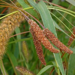 Mohár taliansky (Setaria italica)