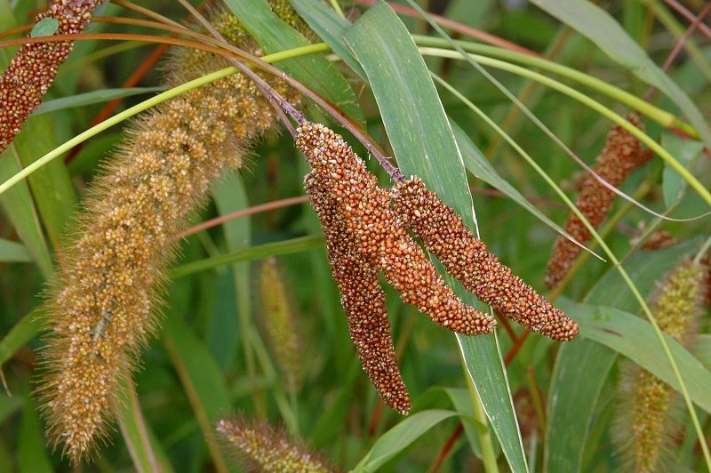Mohár taliansky (Setaria italica)