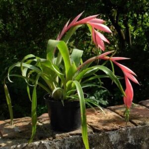 Billbergia nutans s dlhými úzkymi listami a červeným kvetu