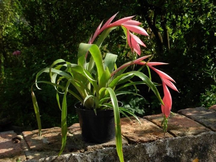 Bilbergia ovisnutá