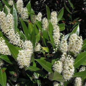 Bobkovišeň lekárska (Prunus laurocerasus)