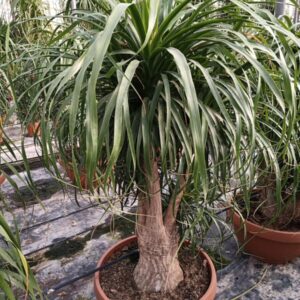 Bokarnea (Beaucarnea recurvata)