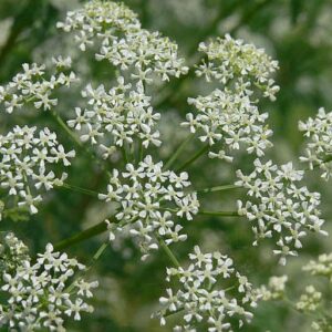 Bolehlav (Conium maculatum)