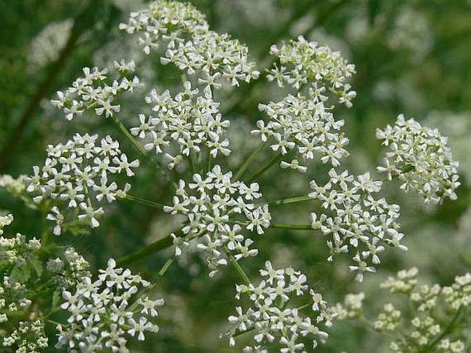 Bolehlav (Conium maculatum)