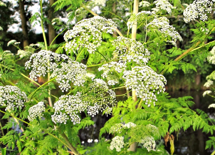 Bolehlav plamatý (Conium maculatum)