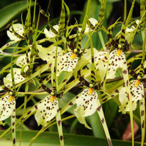 Brassia (Brassia)