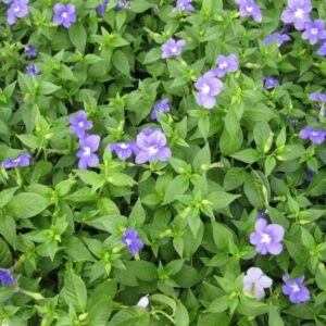 Brovália (Browallia speciosa)