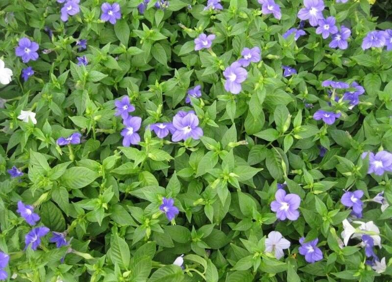 Brovália (Browallia speciosa)