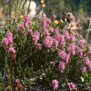 Vrieskovec klasnatý (Bruckenthalia spiculifolia)