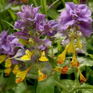 Čermeľ hájny (Melampyrum nemorosum)