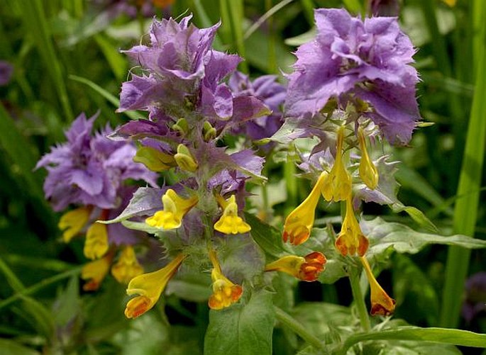 Čermeľ hájny (Melampyrum nemorosum)