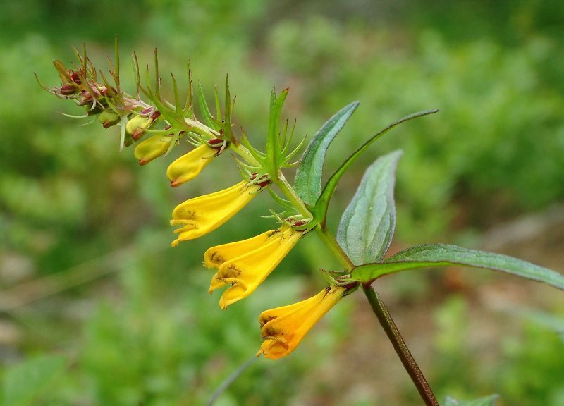 Čermeľ lúčny (Melampyrum pratense)
