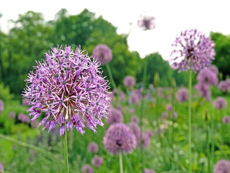 Cesnak kuchynský (Allium sativum)
