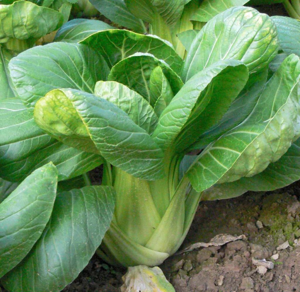 Čínska kapusta (Brassica rapa subsp. pekinensis)