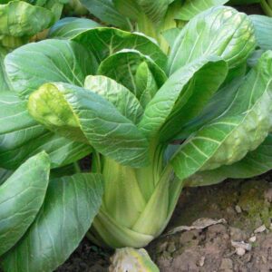 Čínska kapusta (Brassica rapa subsp. pekinensis)