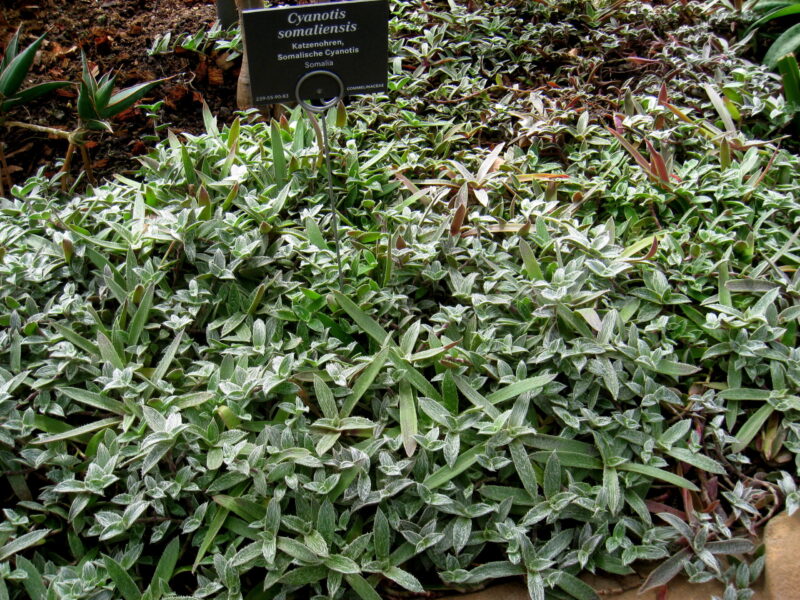 Cyanotis somaliensis