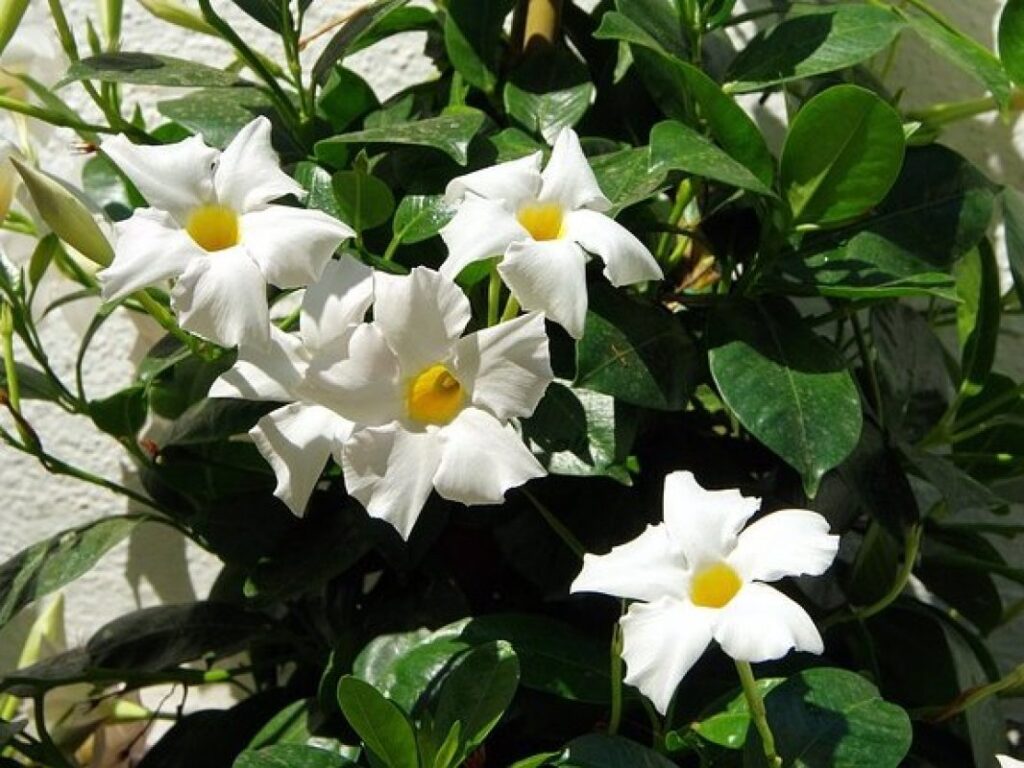 Mandevila (Dipladenia, syn. Mandevilla)