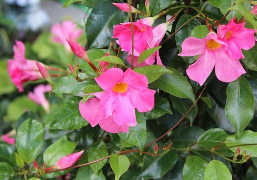Mandevila (Dipladenia, syn. Mandevilla)