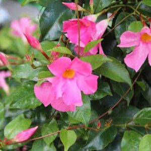 Mandevila (Dipladenia, syn. Mandevilla)