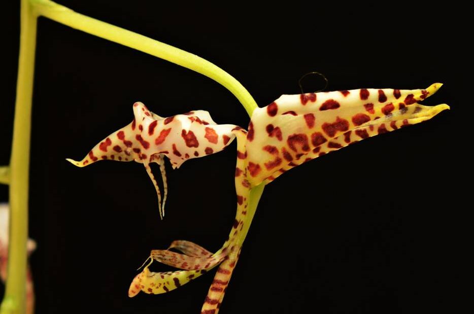 Gongora maculata