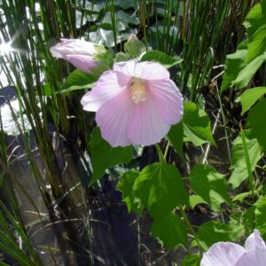 Ibištek bahenný (Hibiscus moscheutos)
