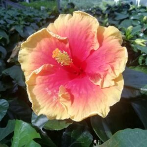 Ibištek čínsky (Hibiscus rosa-sinensis)