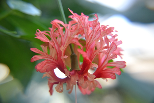 Ibištek strapkatý (Hibiscus schizopetalus)