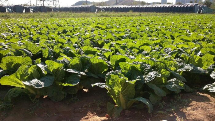 Pestovanie čínskej kapusty