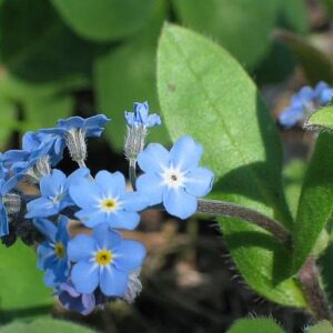 Nezábudka lesná (Myosotis sylvatica)