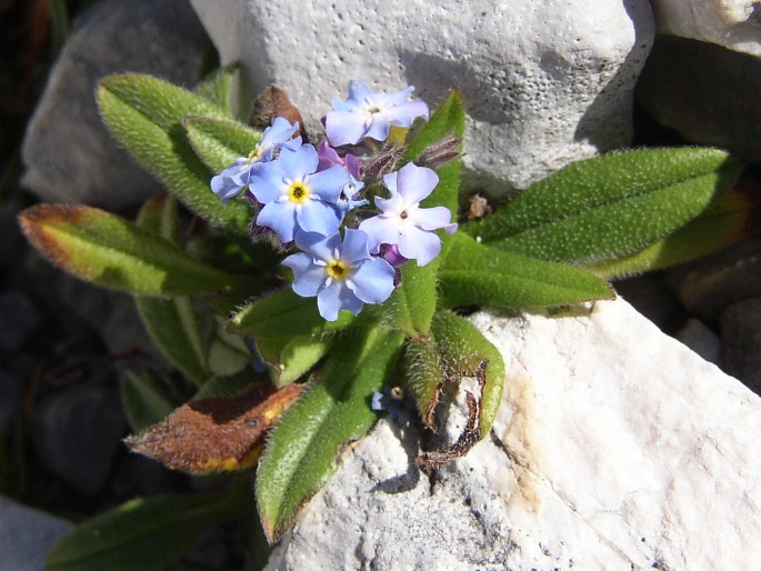 Nezábudka alpínska (Myosotis alpestris)