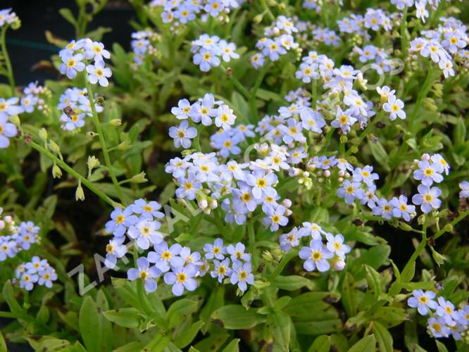 Nezábudka močiarna (Myosotis scorpioides)
