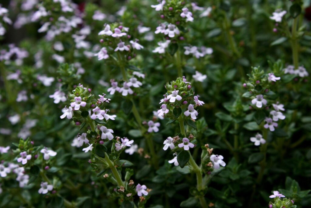 Tymian obyčajný (Thymus vulgaris)